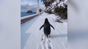 Популярный пингвин из мемов "прогулялся" по заснеженной сочинской набережной