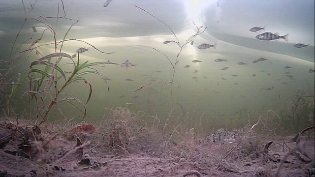 1000008429.mp4Волга гл.2м.29.01.2026г. смотреть онлайн