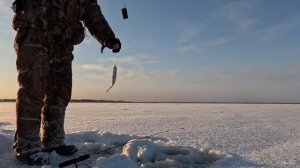 Зимняя рыбалка на Волхове: отличный клев! Зимний фидер vs зимняя удочка ❄️🐟
