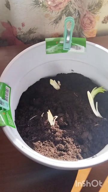 Привет ОГОРОДНИКАМ! Спасаем ЛИЛИИ! Начало сезона.