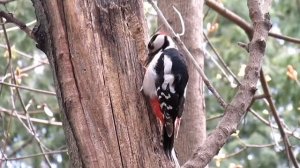 Снегири. Сойка. Дятел. Дрозд. Птицы лесопарка