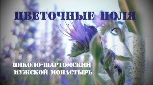 Цветочные поля. Николо-Шартомский мужской монастырь. Лето 2025 год