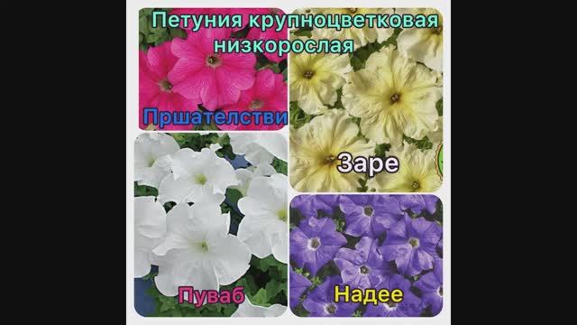 ПЕТУНИЯ КРУПНОЦВЕТКОВАЯ НИЗКОРОСЛАЯ Пршателстви, Надее, Пуваб, Заре смотреть онлайн
