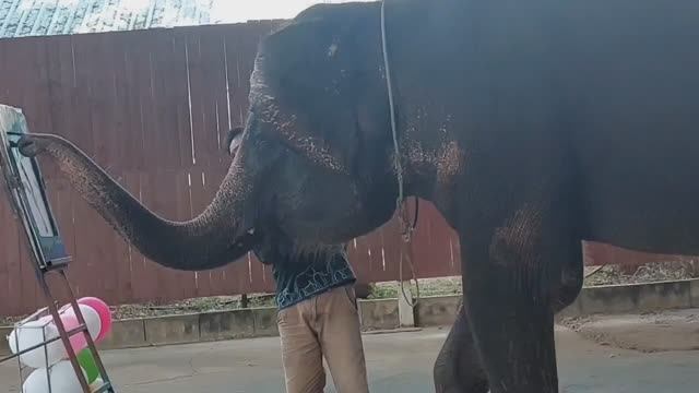 Слоновая деревня . Шоу слонов .Экскурсия Квай.Таиланд смотреть онлайн