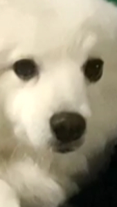 Нос из глины на холсте 🎨 Портрет собаки. смотреть онлайн