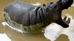 Игрушечная машинка через мост и подводные животные