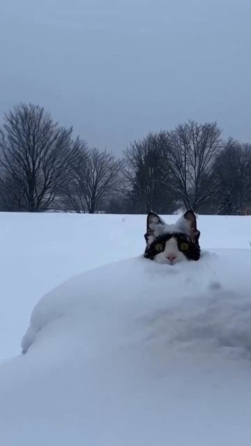 Хорошего зимнего дня ,Друзья!❄️💖 смотреть онлайн