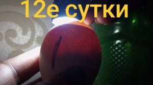 Проверяем, убираем тухлячки. 12е сутки - увеличиваем охлаждение. Снова лиса-  соседка видела.