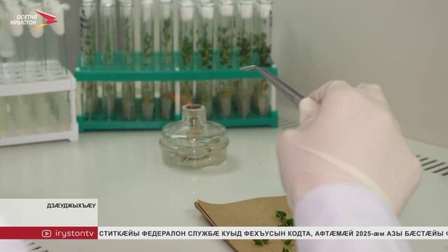 Хæххон паддзахадон аграрон университеты рæзын кæнынц картофы гибридтæ смотреть онлайн