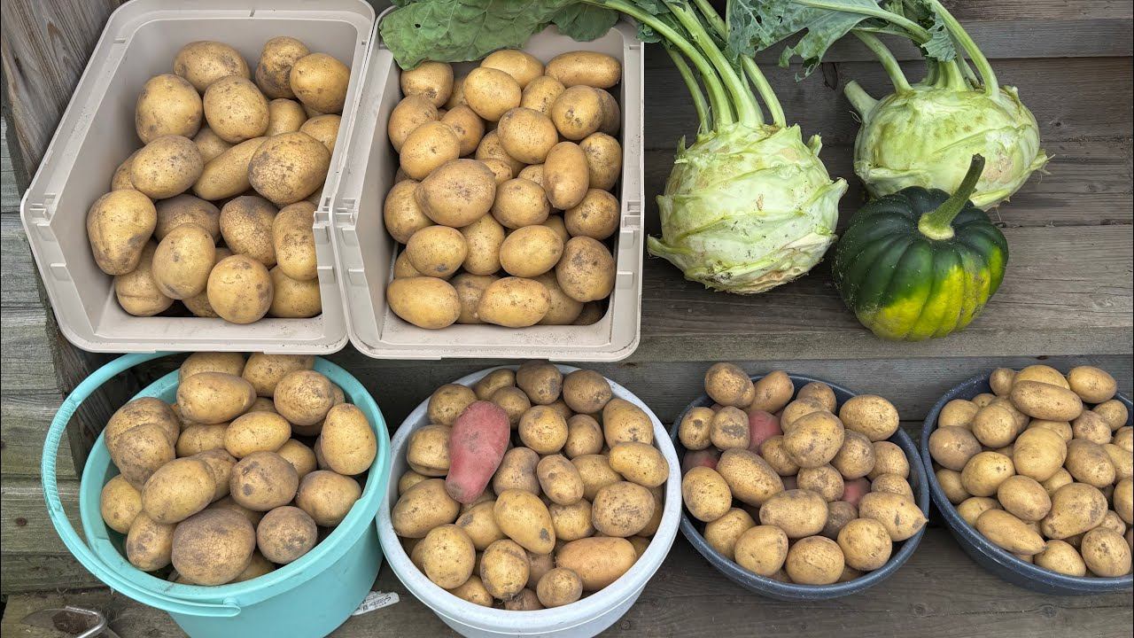 23.08.25 картошку убрала, какие сорта. смотреть онлайн