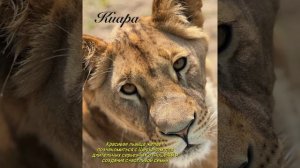 Из архива. Дело было летом. в июне 2025 Красивая львица желает познакомиться для серьезных отношений