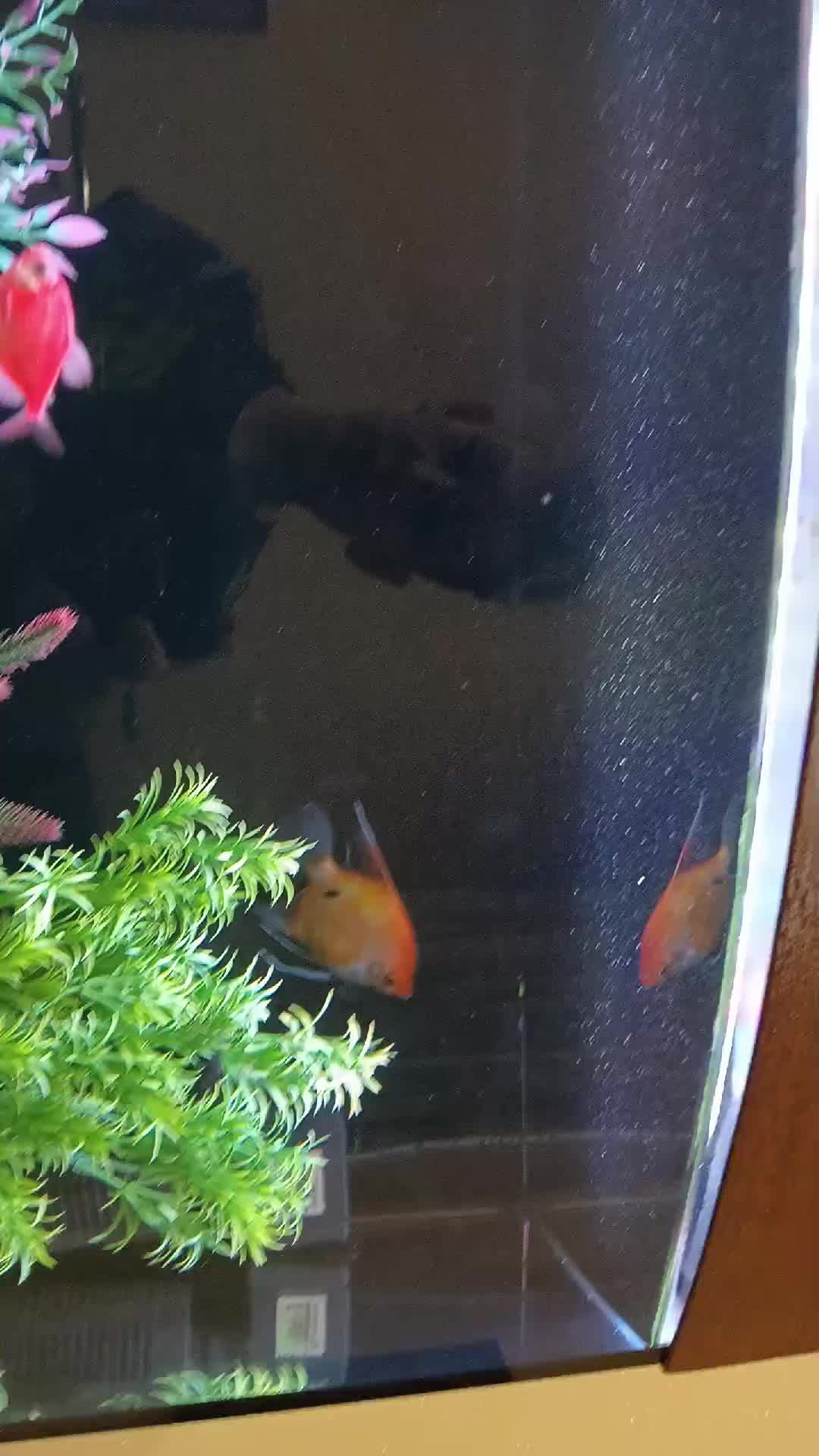 аквариумные рыбки