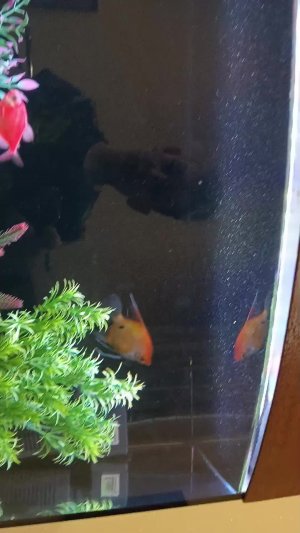 аквариумные рыбки