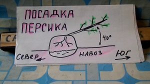 КАК ПРАВИЛЬНО ПОСАДИТЬ ПЕРСИК  И НЕКТОРИН ВЕСНОЙ !ПЕРСИК это ПЛОД ДОЛГОЛЕТИЯ