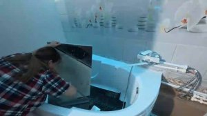 Мои волнистые попугаи