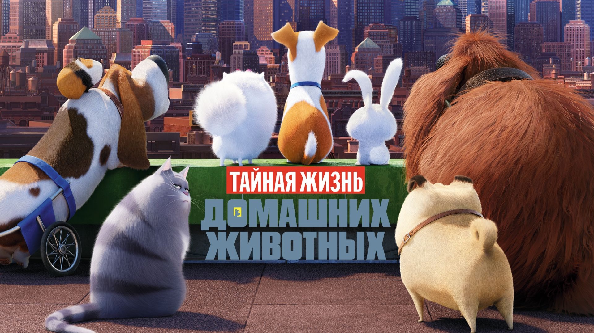 Тайная жизнь домашних животных (The Secret Life of Pets). Мультфильм, комедия, приключения. Обзор смотреть онлайн