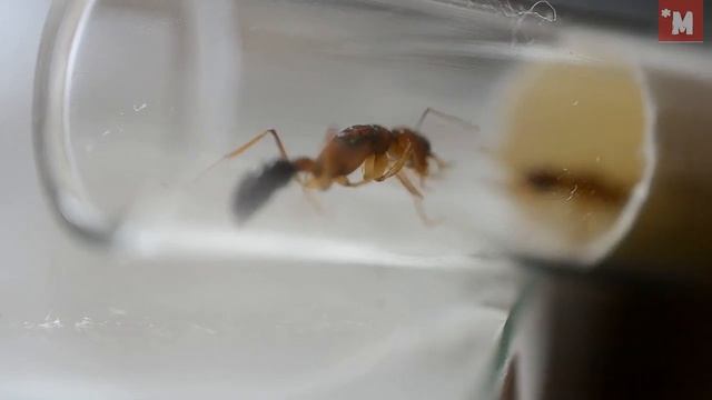 Этот _ботаник_ завел прыгающих муравьев. Муравьи Harpegnathos saltator (Салтаторы). смотреть онлайн