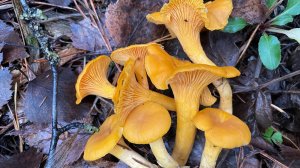 Тонкости приготовления лисичек в сметане!