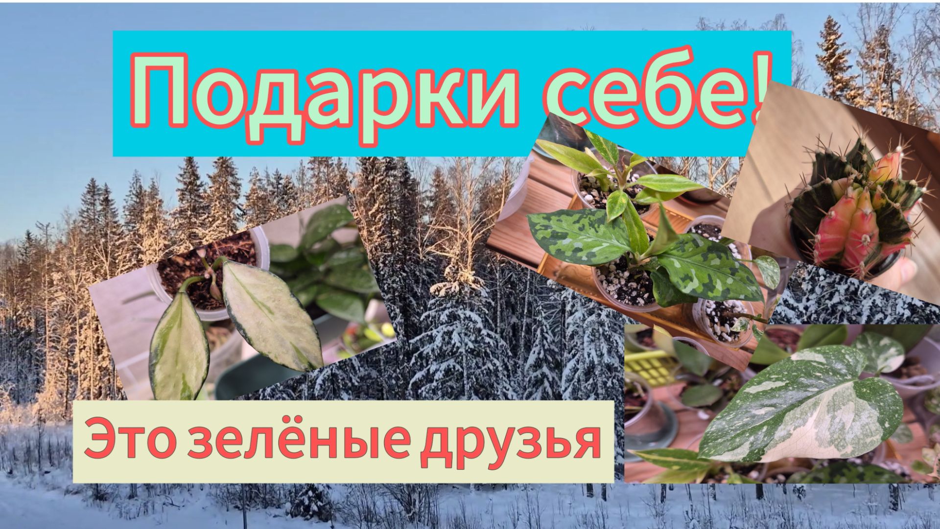 Подарила себе зелёных друзей!