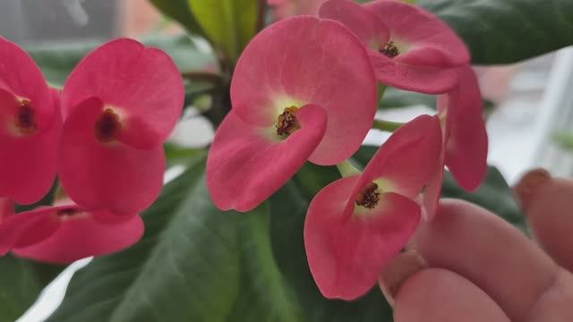 ВОТ ТАКАЯ НАША ЖИЗНЬ 🥰🥰🥰 смотреть онлайн