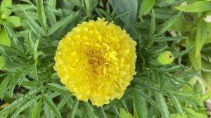 16 июля, едем в деревню, как там держится все в такой ЖАРЕ?