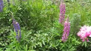 Июнь нас балует цветами... Лепетан Мор Фильм.