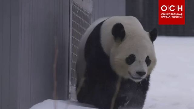 🐼 Панды в зоопарке наслаждаются последствиями снежной бури смотреть онлайн