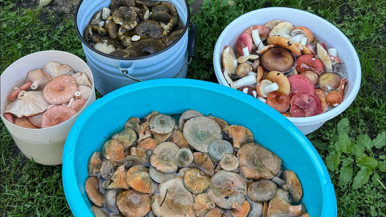 Грибалка 06.09.25 смотреть онлайн