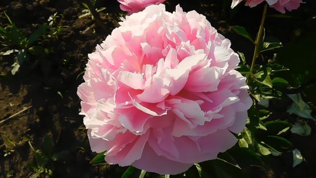 Пион Pink Heart Throb (Пинк Харт Троб) смотреть онлайн