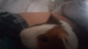 я и морская свинка