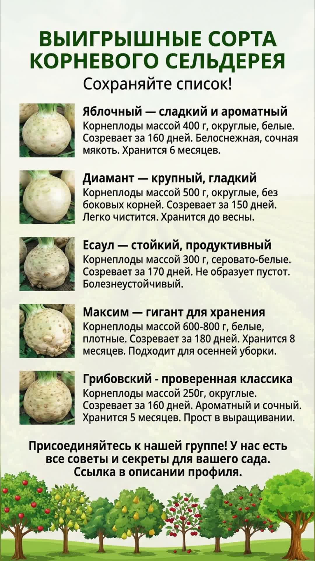 Лучшие сорта корневого сельдерея смотреть онлайн