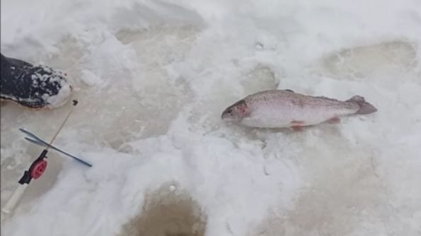 С прекращением снега активность форели повышается. Спорт-зона. Клёвое место Лосиный остров. смотреть онлайн