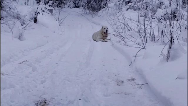 Чего боится Алабай? Воспитание или дрессировка? смотреть онлайн