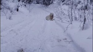 Чего боится Алабай? Воспитание или дрессировка?