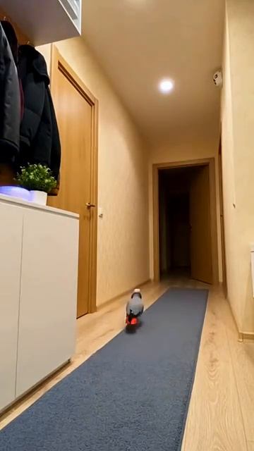 Попугаю скучно стало! 🦜😄 смотреть онлайн