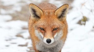 Регионы России переживают нашествие лис