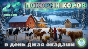 Кормление коров в день Джая Экадаши, 29.01.2026г.