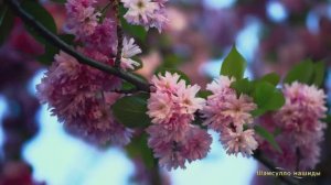 #Коран#аль-Имран#СамыеКрасивыеМеста#Отдых##Ислам#Коран#аль-Имран'#Миншавий #4кВидео#33часть#