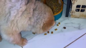 Буся сегодня очень странно ведет себя с кормом.