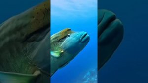 Красота подводного мира  !!!