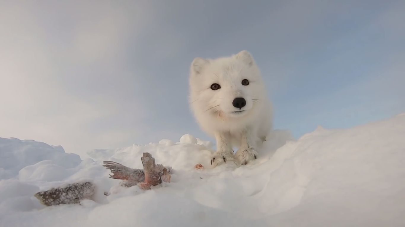 Ловля налима на Енисее. Пушистый бродяга. смотреть онлайн