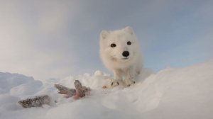 Ловля налима на Енисее. Пушистый бродяга.