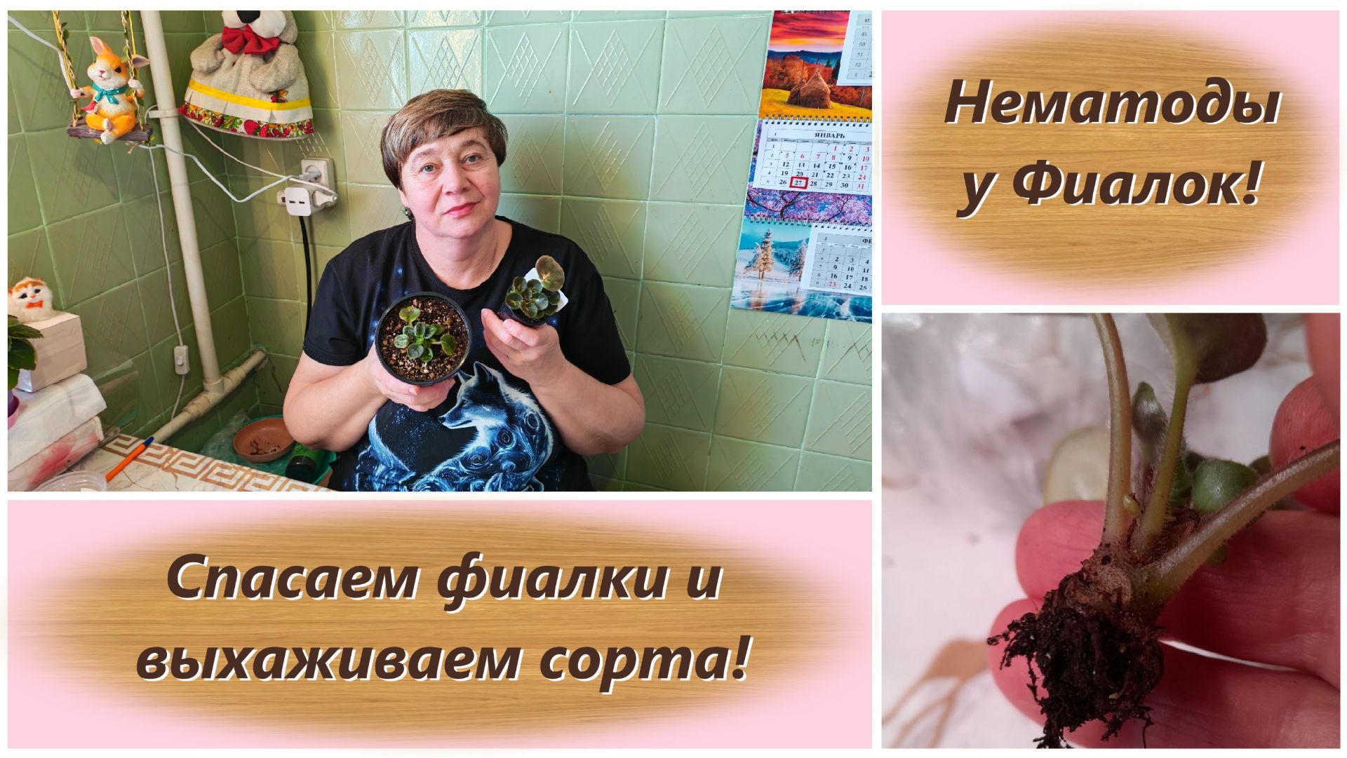 Нематоды у Фиалок! Спасаем фиалки и выхаживаем сорта! смотреть онлайн