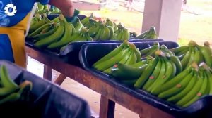 Технология выращивания бананов.