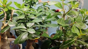 Пересадка сеянцев адениума.Нам 1 год и 2 месяца.