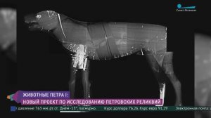 Любимые животные Петра I. Новый проект по исследованию петровских реликвий