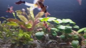 Мои аквариумы 29.01.2026г.