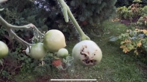 08.08.25 огород выходного дня, обзор. Фитофтора? А , не, показалось или не показалось