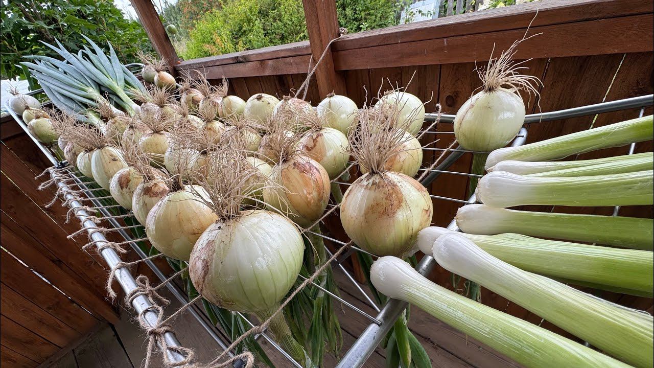 19.08.25 ЛУК из семян, обзор, и астры, и кукурузу собрала смотреть онлайн