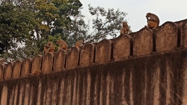 Целый забор обезьян! смотреть онлайн